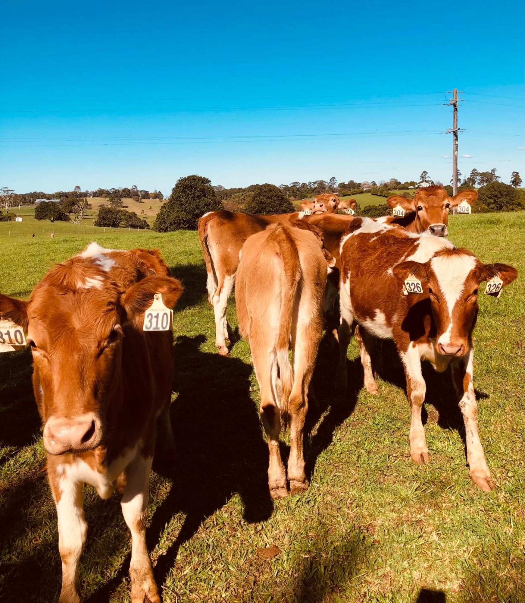 Manuka Getaway Maleny